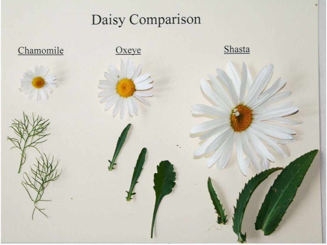Get Wild A tale of three daisies